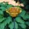 Solar Yellow Rose Flower Garden Yard Stake LED Light Outdoor Lawn Pathway Decor
